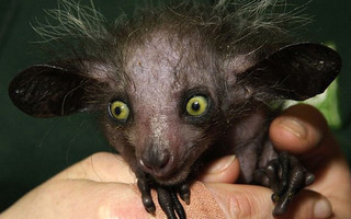 cutanimls1 cutanimls1