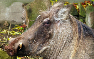 cutanimls5 cutanimls5