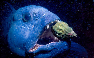 cutanimls7 cutanimls7