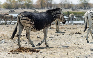 black-zebra-stripes-namibia-740748