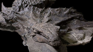 nodosaur1