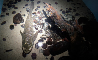 Ο Μαθουσάλας το αρχαιότερο ψάρι ενυδρείου στον κόσμο