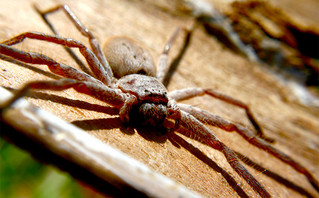 Η δηλητηριώδης αράχνη Huntsman