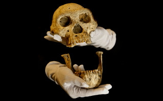 απολιθωμένα οστά που βρέθηκαν στο Ντμανίσι της Γεωργίας
