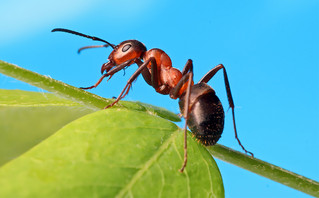 Μυρμήγκι