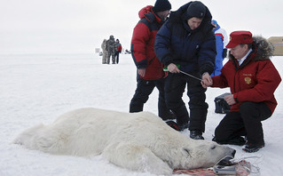 Ο Πούτιν μπροστά σε μια νεκρή αρκούδα
