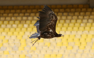 Δοκιμαστικές πτήσεις στο νέο γήπεδο της ΑΕΚ για τον αετό Οδυσσέα