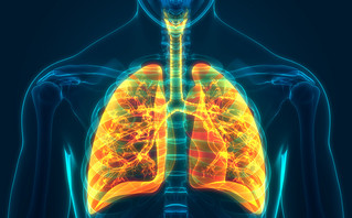 Ανθρώπινο αναπνευστικό σύστημα ανατομία