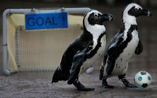 Πιγκουίνοι που παίζουν ποδόσφαιρο