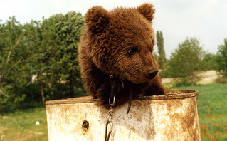 Φροντίδα για τις γηραιές αρκούδες από τον «Αρκτούρο»