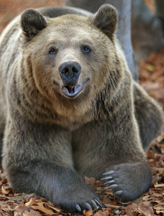 Φροντίδα για τις γηραιές αρκούδες από τον «Αρκτούρο»