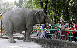 Ελέφαντας στις Φιλιππίνες