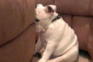 13 guilty animals 1431957579591.thumbnail