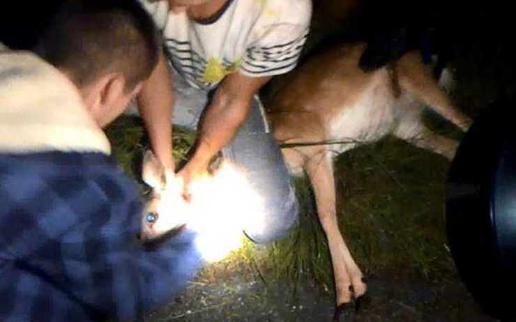 ΕΛΑΦΙ ΒΡΕΤΑΝΙΑ ΚΑΚΟΠΟΙΗΣΗ ΖΩΟΥ ΕΛΑΦΙ ΒΡΕΤΑΝΙΑ ΚΑΚΟΠΟΙΗΣΗ ΖΩΟΥ