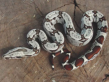 Δεκάδες φίδια και δηλητηριώδεις σαύρες βρέθηκαν σε σπίτι στην Οζάκα