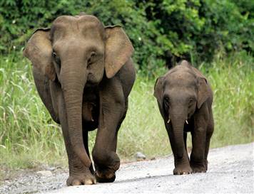 Μαζική σφαγή ελεφάντων στο Καμερούν