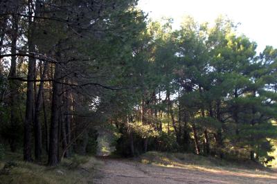 Σώθηκε το πευκοδάσος στη Φθιώτιδα