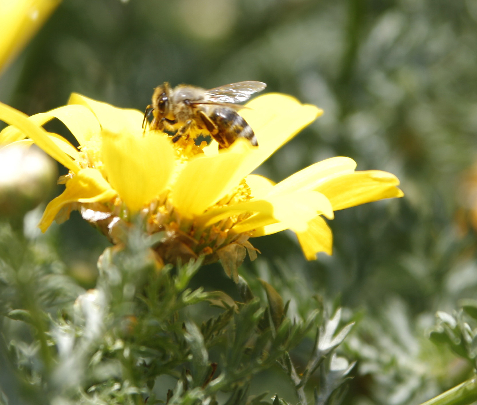 Οι μέλισσες λύνουν το γρίφο του «περιοδεύοντος πωλητή»