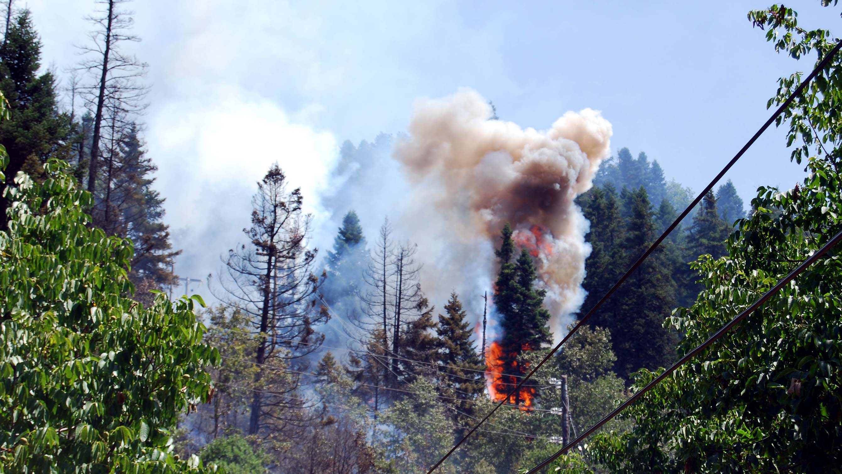 Φωτιά σε δασική περιοχή στην Θεσπρωτία