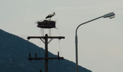 Πελαργοί εκπέμπουν σήμα κινδύνου!