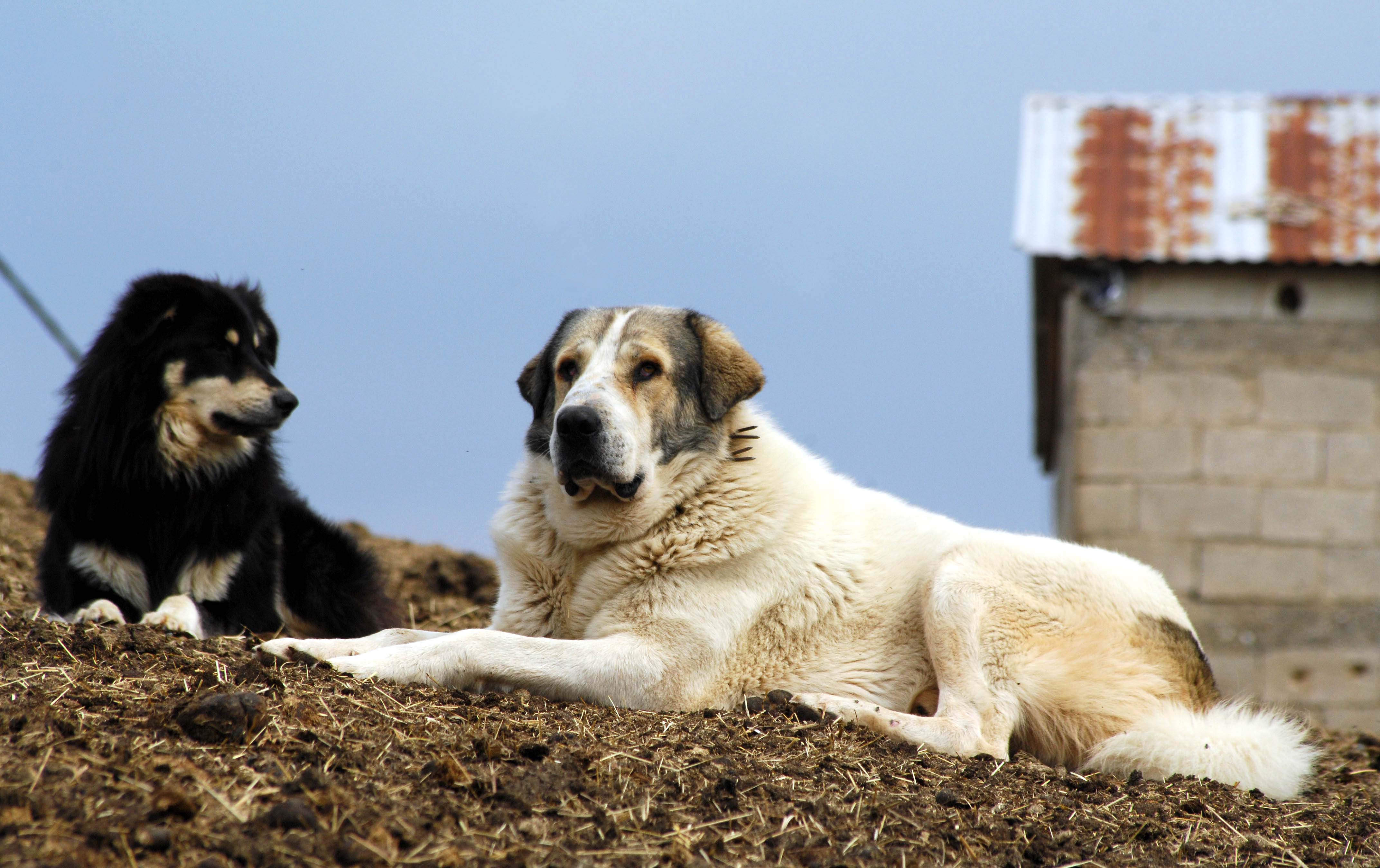 Δωρεάν στείρωση σε οικόσιτους σκύλους στα Χανιά