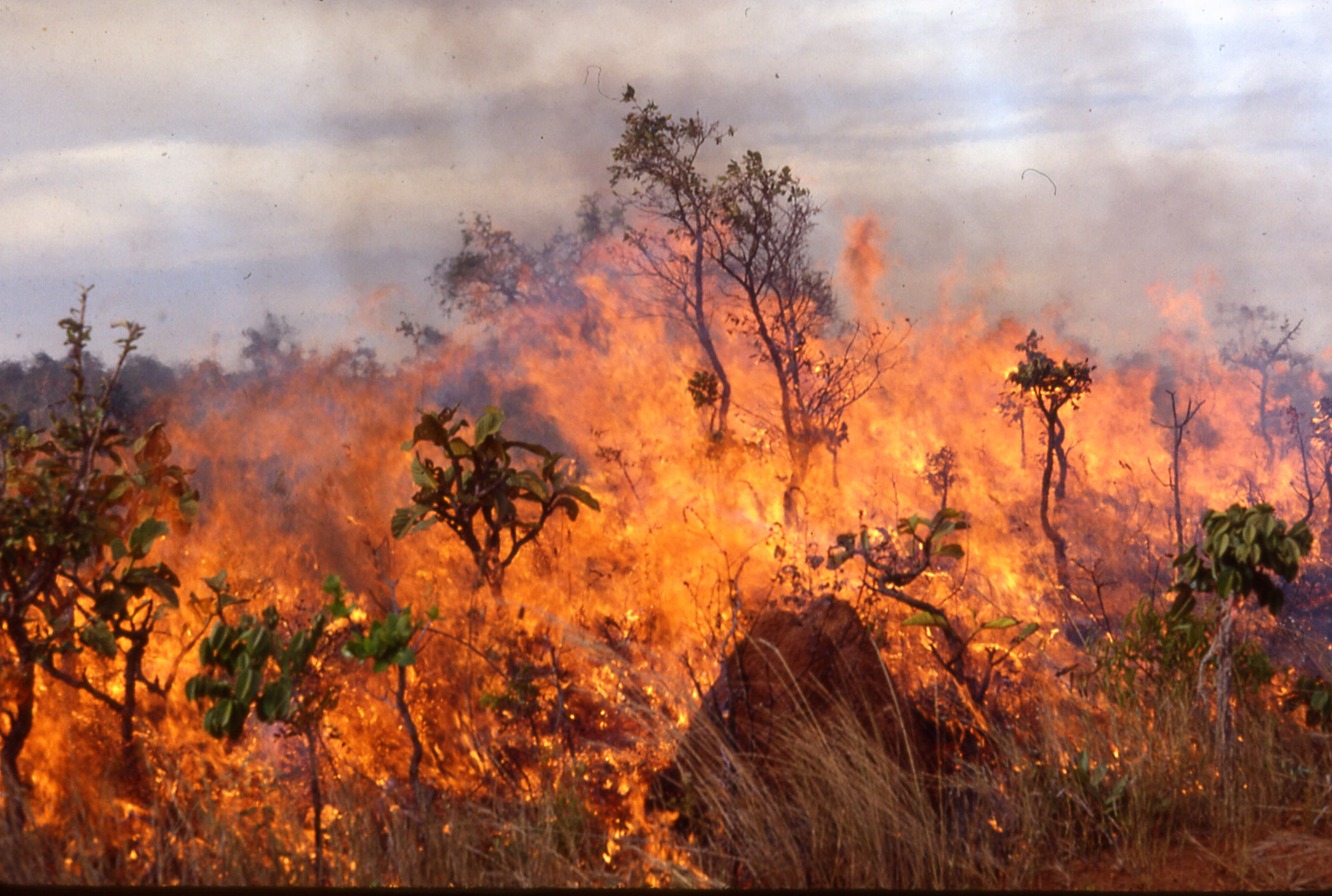 Συνεχίζεται η «μάχη» με τις φλόγες στον δήμο Νέστου &#8211; Σε επιφυλακή για το περιαστικό δάσος και το Παγγαίο
