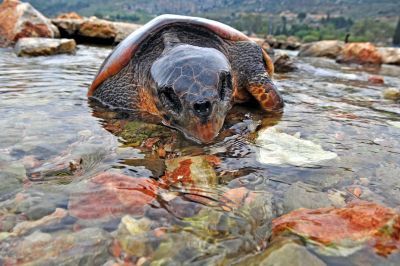 Νεκροταφείο… χελώνων το Θρακικό Πέλαγος