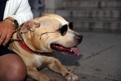 Μέχρι 250 λέξεις μαθαίνουν οι σκύλοι