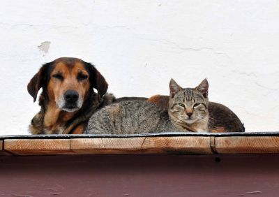 Το κάπνισμα βλάπτει σοβαρά… σκύλους και γάτες