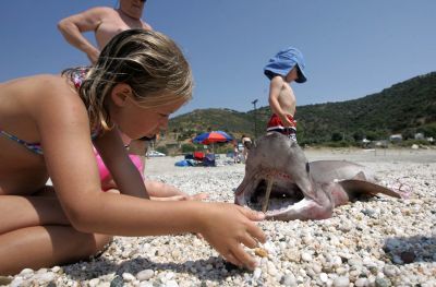 Σκυλόψαρο«βγήκε» στη στεριά