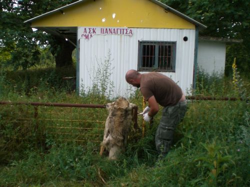 Άτυχη νεαρή λύκαινα βρέθηκε δεμένη σε φράκτη…