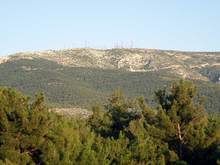 Τα πεύκα του Υμηττού πεθαίνουν μαζικά