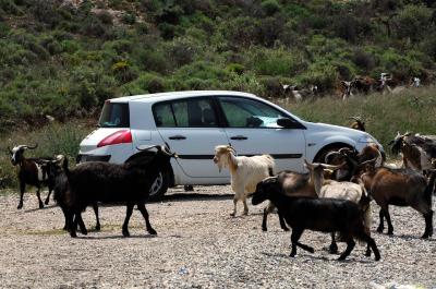 Κατάβαση&#8230; κατσικόδρομου στην Κοζάνη!