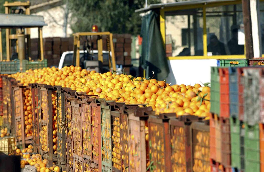 Θετικές οι προοπτικές εξαγωγής εσπεριδοειδών