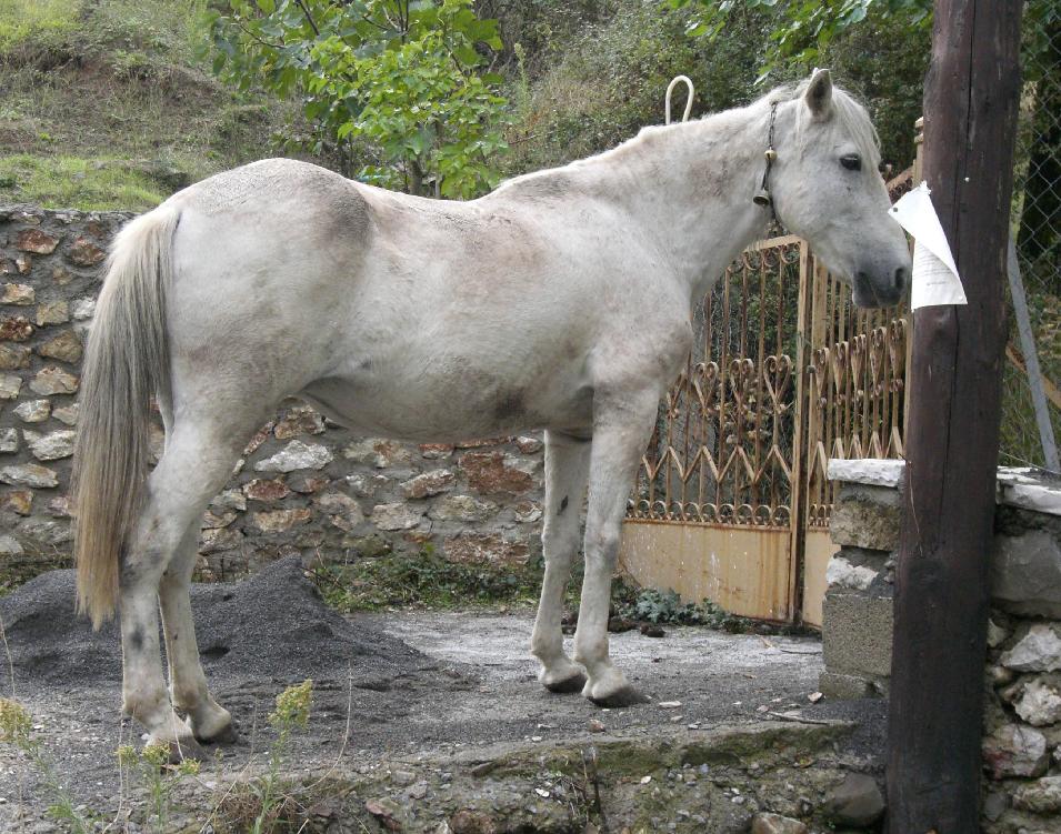 Μοιραία σύγκρουση 23χρονου με άλογο στην Κάρυστο