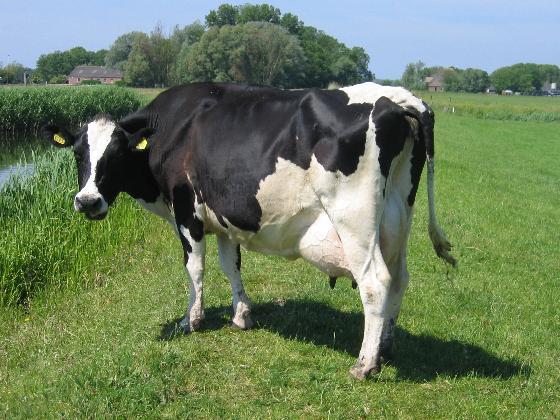 Μεταλλαγμένη αγελάδα παράγει υποαλλεργικό γάλα