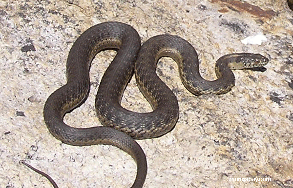 Φίδι σε διαμέρισμα στο Αγρίνιο