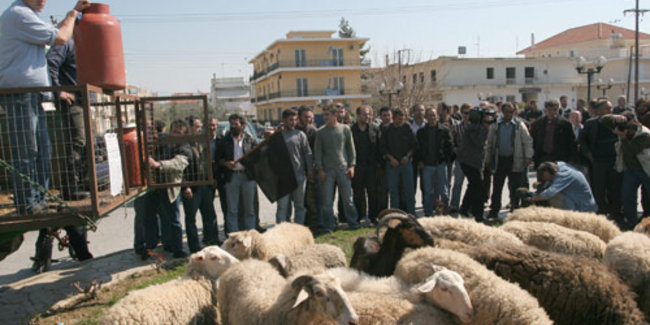 Ηλεκτρονικό «σκουλαρίκι» στα αιγοπρόβατα