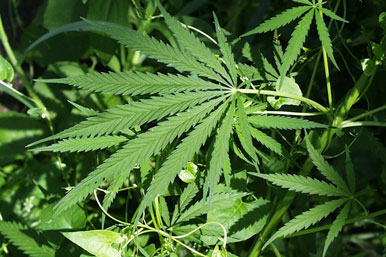 Σύλληψη για μικροκαλλιέργεια κάνναβης