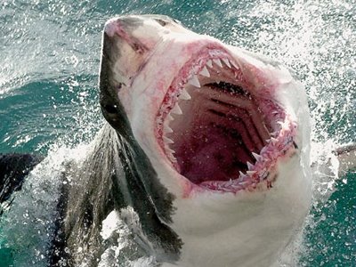 Θα βάζατε ποτέ το κεφάλι σας στο στόμα ενός καρχαρία;