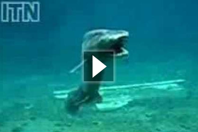 Προϊστορικός καρχαρίας – Κι όμως ζει ακόμα!