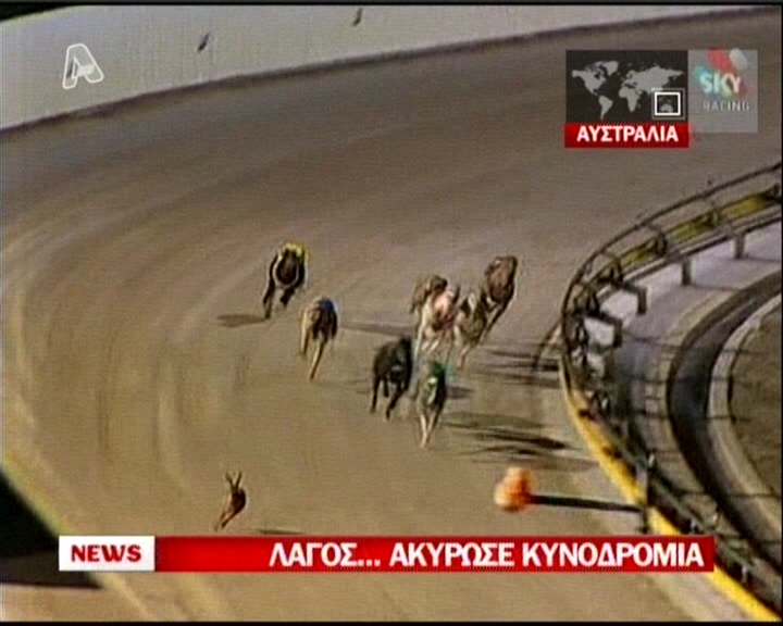 Προσοχή λαγός!