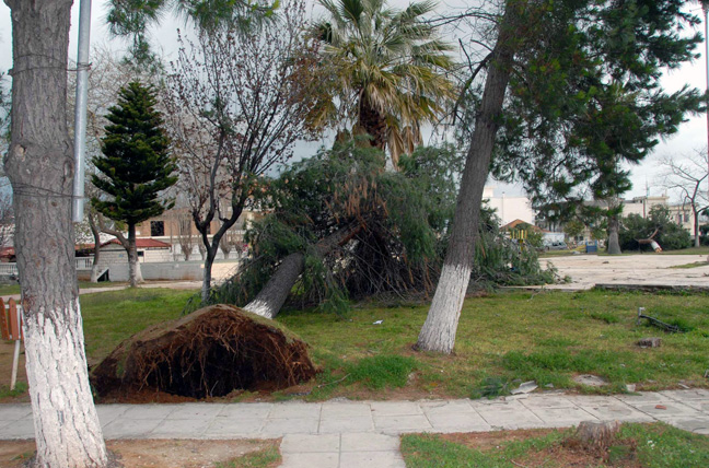 Δεκάδες κλήσεις για ξεριζωμένα δέντρα στην Αττική