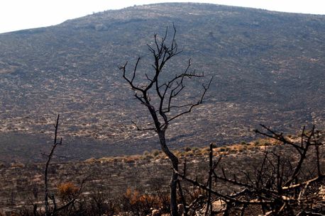 Όργιο καταπατήσεων στα καμένα της Ηλείας