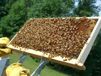 Μέρα αφιερωμένη στη μελισσοκομεία