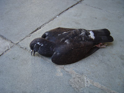 Γέμισε νεκρά πουλιά η πλατεία Κοτζιά!