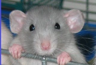 Τεχνητοί πνεύμονες σε πειραματόζωα