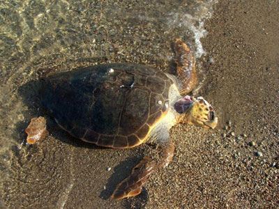 Νεκρή χελώνα καρέτα-καρέτα σε παραλία των Χανίων