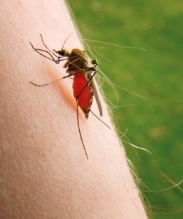 Σήμερα είναι η Παγκόσμια Ημέρα κατά των κουνουπιών