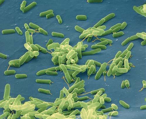 Ιδιαίτερα επικίνδυνη η γενετική μίξη του E.coli